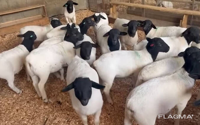 Sheep and goats near me for sale