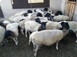Dorper Sheep for sale - photo 1