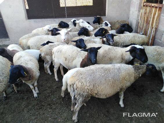 Dorper Sheep for sale