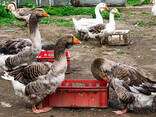 Premium day-old broiler chicks supplier - photo 1
