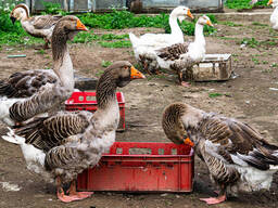 Duck for sale in Mpumalanga