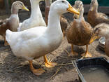 Black Australorp Hens For Sale - photo 2