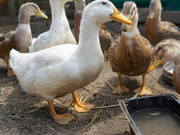 Guinea fowl for sale