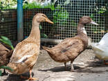 Premium day-old broiler chicks supplier - photo 2