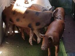 Duroc piglets