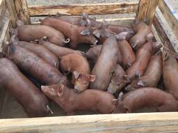 Duroc Pigs for Sale