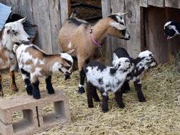 Dwarf Goats for Sale