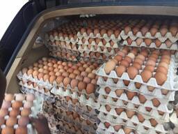 Eggs For Food For Sale