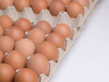 ! Point of Lay Chickens for sale Amberlink Silver Hens for sale - photo 2