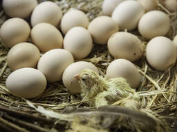 Eggs of Sussex for sale