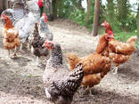 Eggs of Sussex for sale - photo 3
