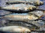 Sardine fish premium quality frozen seafood for importers - photo 2