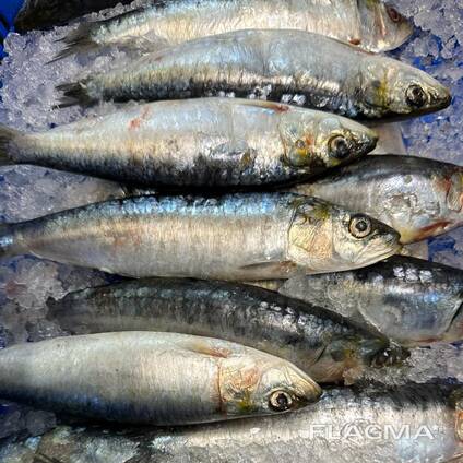 Fast Delivery High Quality Frozen Sardine Fish