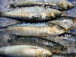 Fast Delivery High Quality Frozen Sardine Fish