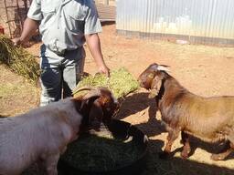 Female Kalahari goats