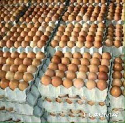 Fresh Eggs Large for sale