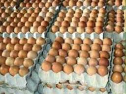 Table fresh Eggs /brown/hatching