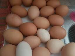 Fresh Chicken Table Eggs for Sale