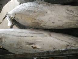 Fresh Frozen Bullet Tuna fish