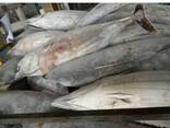 Fresh Frozen Bullet Tuna fish - photo 3