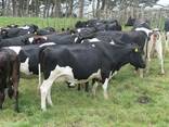 Friesian Cross Cows for sale - photo 1