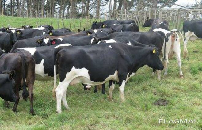 Friesian Cross Cows for sale
