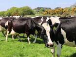 Friesian Herd cow for sale - photo 1