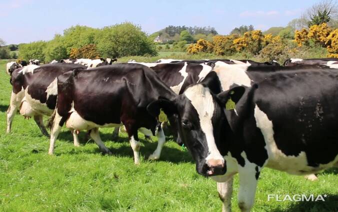 Friesian Herd cow for sale