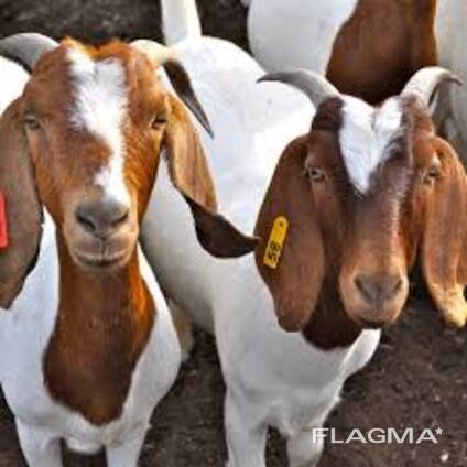 Merino Sheep Available