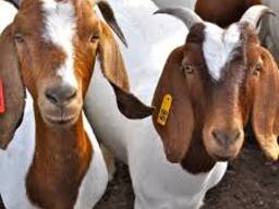 Merino Sheep Available