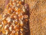Good Quality Animal Feed Yellow Corn Maize - photo 2