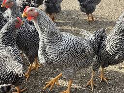 Hatching Eggs and Chicks Of Guinea Fowls For Sale