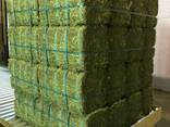 Grade A Lucerne Bales for sale - photo 1