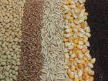 Grain Feeds for Sale - photo 1