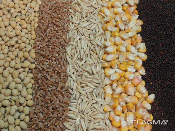 Grain Feeds for Sale