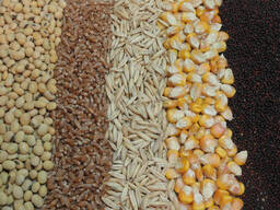 Grain Feeds for Sale