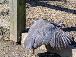Hatching Eggs and Chicks Of Guinea Fowls For Sale