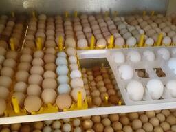 Hatching Eggs For Sale