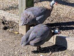 Point Of Lay Hens Available