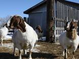 Healthy Goats/Sheep For Sale