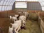 Healthy Goats/Sheep For Sale