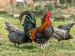 Healthy Orpington Chickens Available At Affordable Price - photo 1