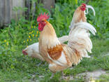 Healthy Orpington Chickens Available At Affordable Price - photo 2