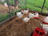 Healthy Sussex Roosters and Hens - photo 1