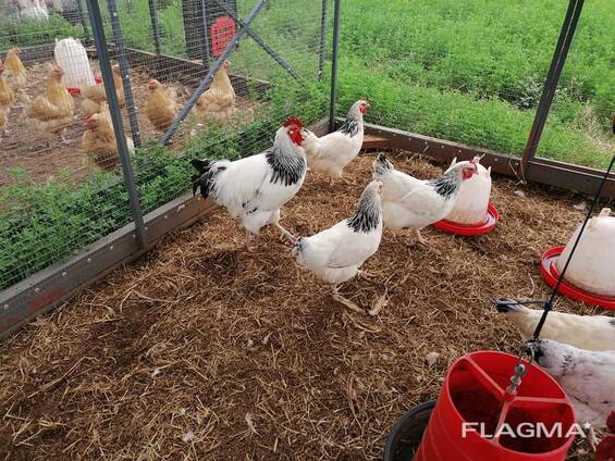 Healthy Sussex Roosters and Hens