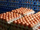 Hybrid Layer Chickens And Fresh Farm Eggs For Sale - photo 1