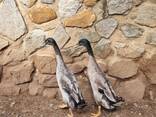 Indian Runner Ducks(Livestock and Fertile Eggs) - photo 1