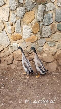 Indian Runner Ducks(Livestock and Fertile Eggs)