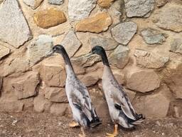 Indian Runner Ducks(Livestock and Fertile Eggs)