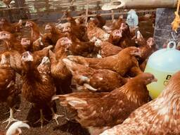 Isa brown chickens for sale